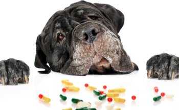 Таблетки от глистов мильбемакс для собак