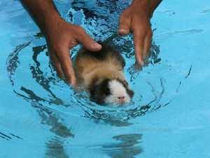 Умеет ли свинья плавать