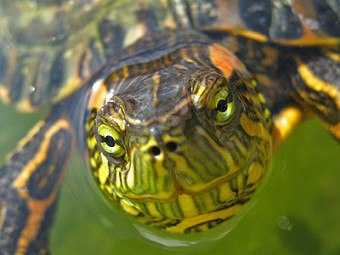 Водная черепаха не ест что делать